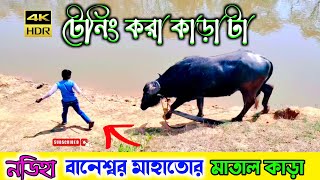 বানেশ্বর মাহাতোর ভয়ানক মাতাল কাড়া🔥baneswar mahato kara larai🔥#barabhum_express