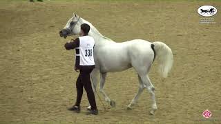 N 338 LAMY AL SHAQAB   Qatar National Arabian Horse Championship 2022   Stallions 4 6 Years Old Clas