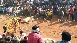 Resu gurram no1 hosur bulls jallikattu RIP