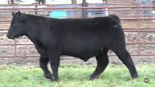 Gradert Show Cattle Lot 14