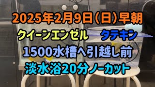 2025年2月9日(日)クイーンエンゼルとタテキンの淡水浴と引越しノーカット15分＋5分