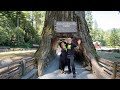 Driving Through a Huge Ancient Redwood Tree on the California Coast   4K