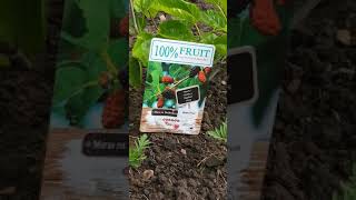 Uk gardening  2021.লন্ডনে দেশী তুঁত ফল /মাল বেরি গাছ সাথে গাঁদাফুল