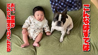 2歳になったフレンチブルドッグのクオリティをご覧下さい！