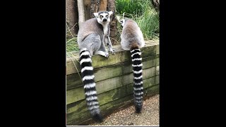 Ring-tailed Lemurs🐒⋯⋯~~🥰their behavior look like cats.😽😻🤣🤣😂