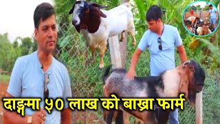 दाङ्गमा नयाँ प्रविधिबाट बाख्रा पालन, KC Goat Farming , Bakhra Palan | Goat Farming in Nepal