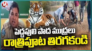 Tiger Wandering Creates Panic , Forest Officers Found Footprints | Kannala  | Mancherial | V6 News