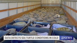 Data detects sea turtle conditions in cold