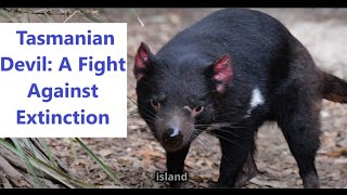 Saving the Tasmanian Devil: A Fight Against Extinction