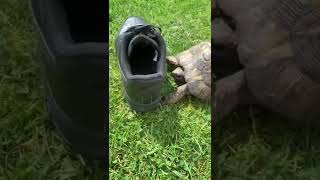 Tommy the Turtle knew the Black AF1 was for him!📹 @fat_onions | subscribe ONZO for more content!