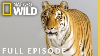 Lions, Owls & Frogs (Full Episode) | Everything You Didn't Know About Animals