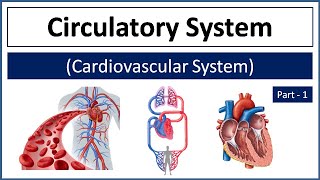 Circulatory System / Cardiovascular System | Heart Structure, Location \u0026 Function | Blood Vessels