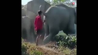 Elephant-Man Conflict Video Has Shocked The Internet | #Shorts #ViralVideo | Animal Video \ News18