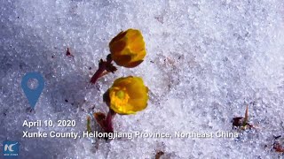 Vigorous Adonis amurensis bloom in northeast China