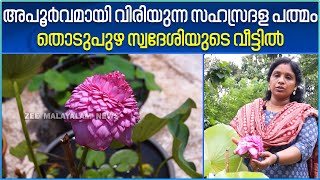 Sahasradala Padmam | അപൂർവമായി വിരിയുന്ന സഹസ്രദള പത്മം തൊടുപുഴ സ്വദേശിയുടെ വീട്ടിൽ | Kerala News