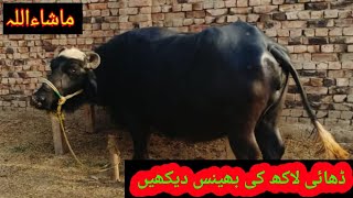 ڈھائی لاکھ کی بھینس بہت ہی خوبصورت Bachroo ka faram