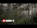 rain sounds for sleeping rainforest rain sounds sleep sounds