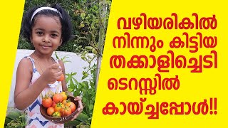 വഴിയരികിൽ നിന്നും കിട്ടിയ തക്കാളി ചെടി ടെറസ്സിൽ കായ്ച്ചപ്പോൾ!