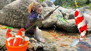Baby monkey Bim Bim Go Fishing KOI fish Goldfish so funny and cute | Baby Monkey Animal