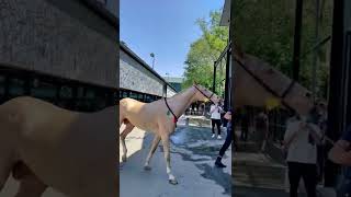 Best Wild Horses Wild Horse #Animals #Shorts #3077