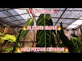 ‼️FLASH SALE‼️ ANTHURIUM KUPING GAJAH DI KANG EMAN🔥🔥🔥 PETANI ASLI DARI CIPANAS🔥