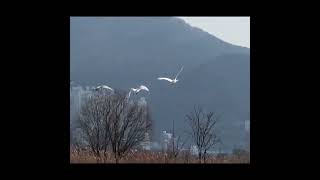 큰고니(백조) 판타스틱4 🦢🦢🦢🦢 #낙동강하구를지켜주세요