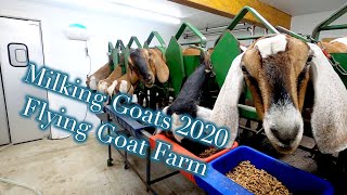 Milking at Flying Goat Farm in 2020