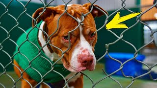 “Everyone was barking, but he sat quietly.” The sad dog from the shelter howled when he realized wha