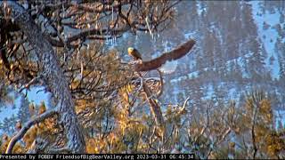 Morning of love FOBBV CAM Big Bear Bald Eagle Live Nest Cam 1 / Big Bear Bald Eagle Wide View Cam 2