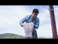 giant jellyfish spotted in taytay palawan born to be wild