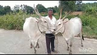 Marvellous Hallikar cow belongs to Chandrashekar Sagivnayakana doddi Harohalli hobli kanakapura tq