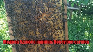 Медова бджола карніка/Нoney bee carnica