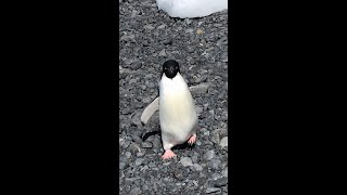 とにかく可愛いアデリーペンギン - Cute Adelie penguin