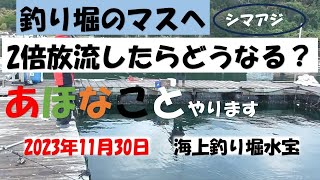 11月30日シマアジコーナーへ通常の放流分の倍の放流をしてもらいました。4時間30分でどうなったでしょう。