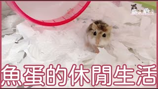 Hamsterdingding．老公公鼠休閒的婆婆生活．倉鼠．小露寶．小路寶 [魚蛋Fishball]