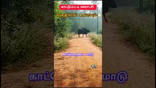 புதுக்கோட்டை மாவட்டம் பொன்னமராவதி தாலுகா காட்டுப்பட்டி ஊராட்சி பகுதியில் உலாவும் காட்டெருமை மாடு...