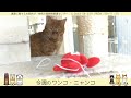 今週のワンコ・ニャンコ「みせん」県庁ニュース vol.482 2022 04 20 wed.