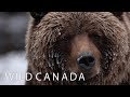 Wild Canada | Coming to CBC Docs