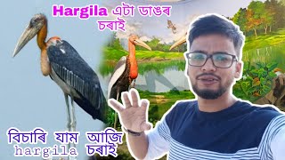 searching for Hargila Bird in Kamrup Dodora ।। Biggest Bird ।। 2021