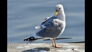 タイミル君のウンチと３月の足の色（閲覧注意）