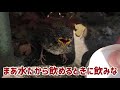 【雛スズメ保護】赤ちゃんヒナ雀のその後 熱中症から回復 help the sparrow