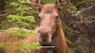 Visit Anchorage - Urban Wild Spring 30s