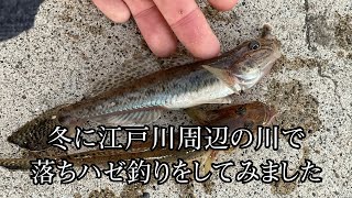 冬に江戸川周辺の適当な川で落ちハゼ釣りをしてみました／2023年12月26日 6時30分～