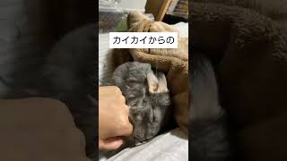 カイカイからのお返しが激しいチンチラ