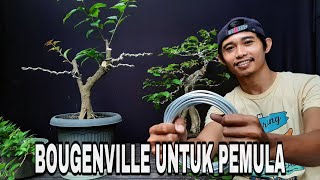 Tahapan Membuat Bonsai Bougenville Bagi Pemula