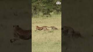 Cheetah vs Leopard #Wildlife #giveityourbestshort | #ShortsAfrica
