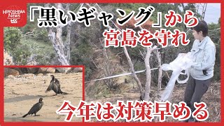 カワウ数千羽がやって来る　「黒いギャング」から世界遺産の島を守る　テープを張って早めの対策