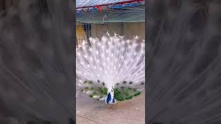 This Rare white peacocks Dazzle with their spectacular Feathers 🦚🦚🦚🦚 #youtubeshorts #shorts