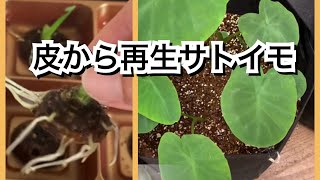 【活かす暮らし】里芋の皮から里芋がここまで育ちました　リボベジ　再生野菜　サトイモ　観葉植物としても可愛いサトイモ