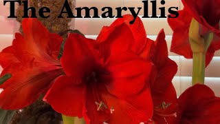 Enjoy the #amaryllis It’s so easy \u0026 you’ll #love the colorful rewards. On sale this time of year!